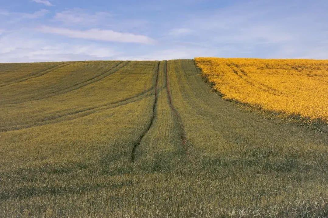 Greenfield Arable 13