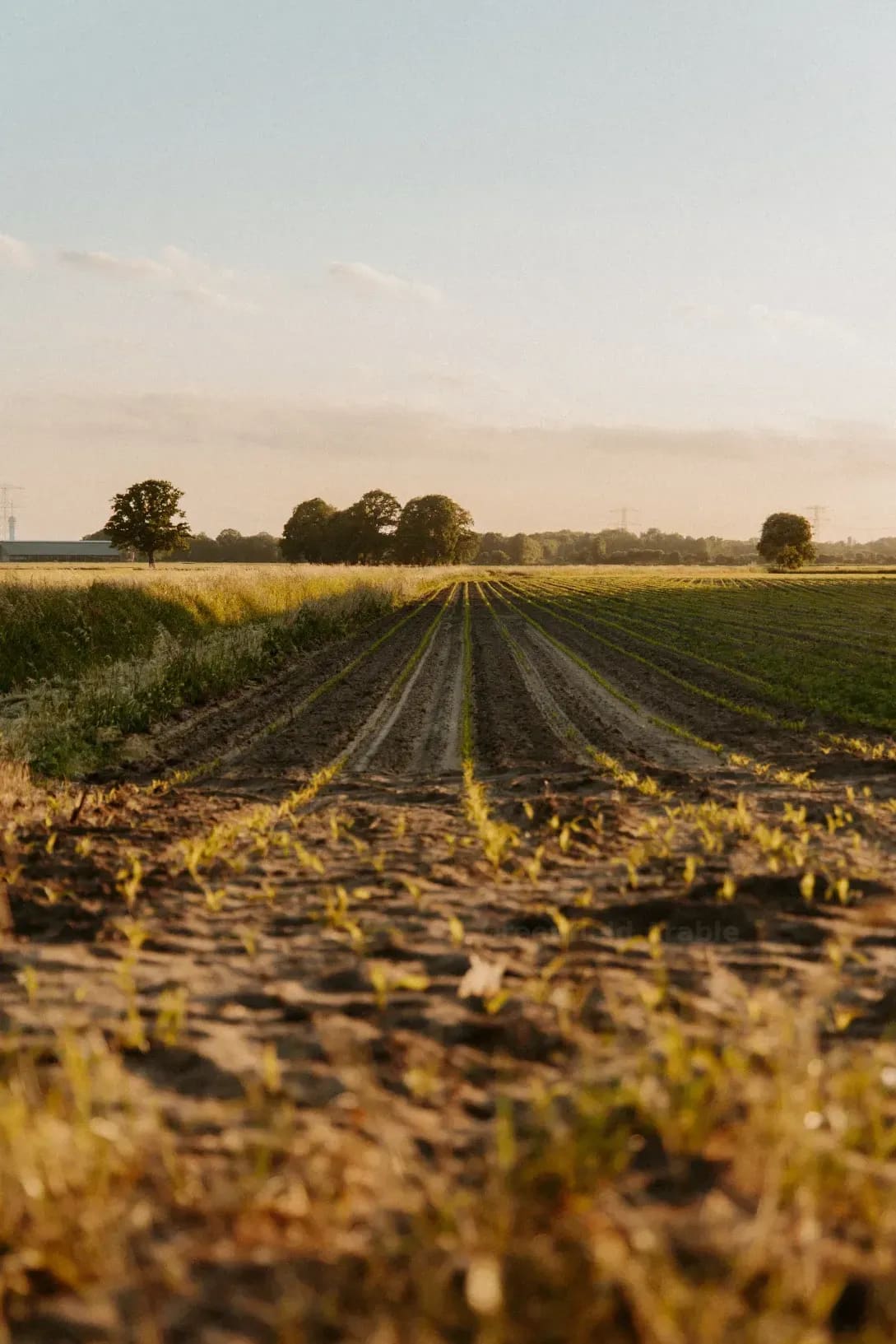 Greenfield Arable 4