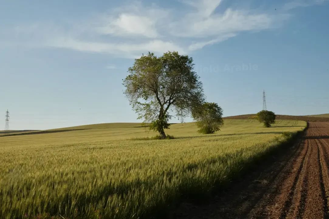 Greenfield Arable 9